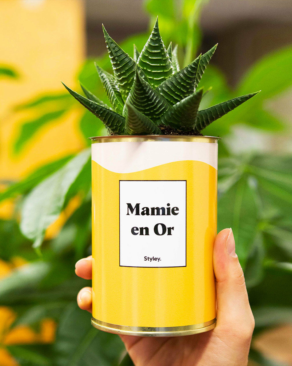 Plante facile à entretenir - mamie en or - cactus