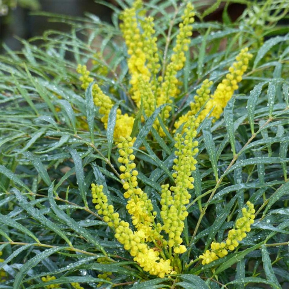 Mahonia eurybracteata 'soft caress' pot de 3l/4l