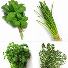 Collection de 4 plants aromatiques basilic, ciboulette, persil, thym, les 4 pots / ø 13cm