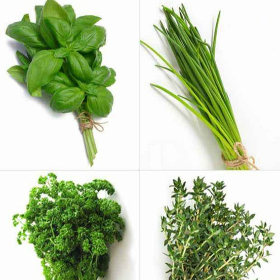 Collection de 4 plants aromatiques basilic, ciboulette, persil, thym - les 4 pots / ø 13cm
