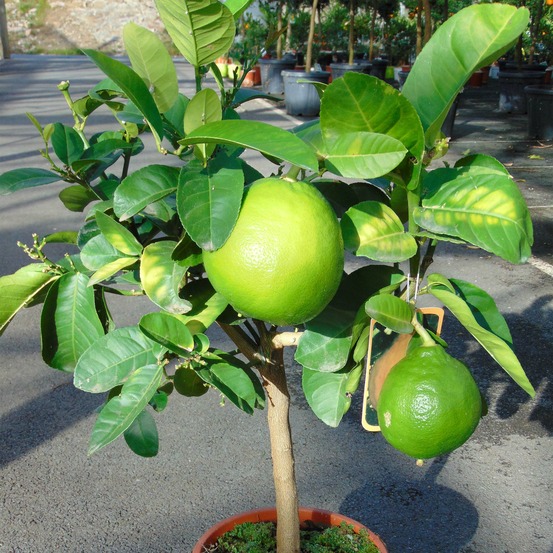 Pomelo pot de 4l/5l, 1/4 de tige