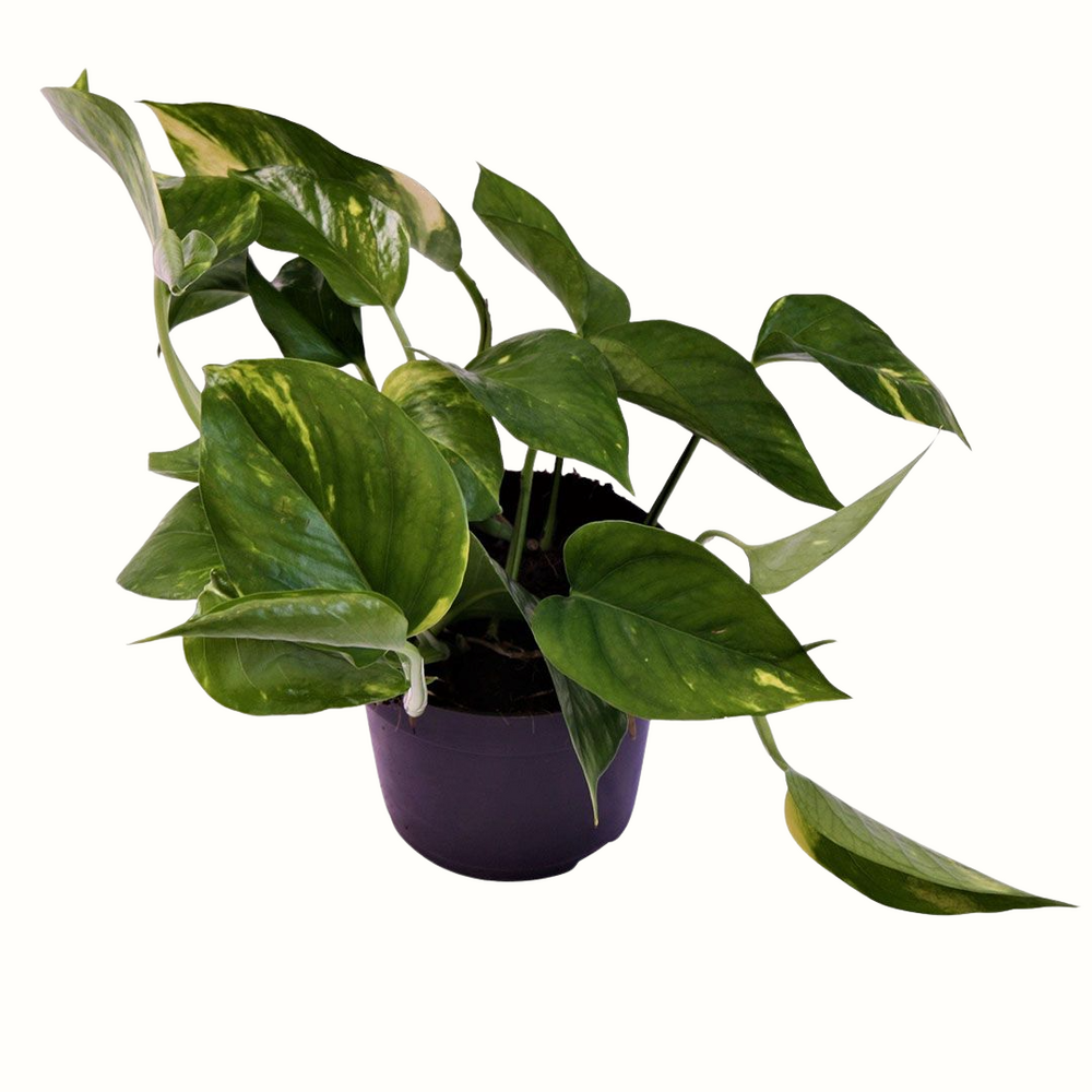 Epipremnum pinnatum aureum - 35cm