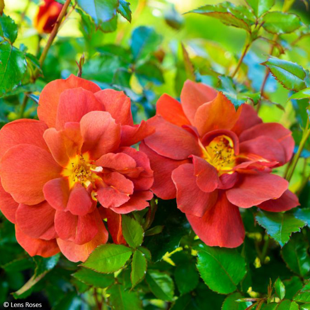 Rosier couvre-sol 'red meidiland' pot de 6l/7l