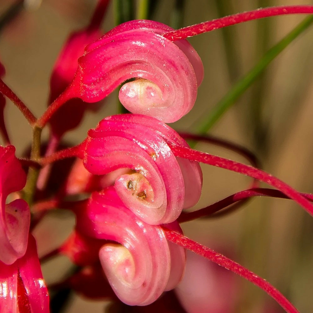 Grévilléa laineux mount tamboritha, grevillea pot de 3l - 20/40 cm