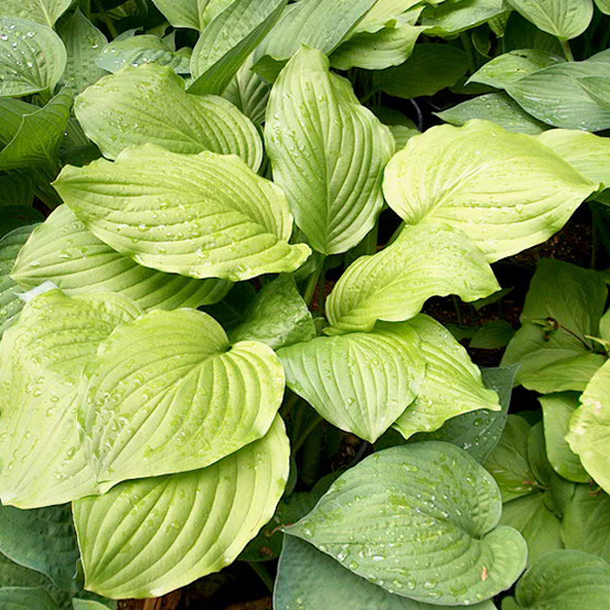 6 x hosta 'honeybells' - hosta 'honeybells' - godet 9cm x 9cm