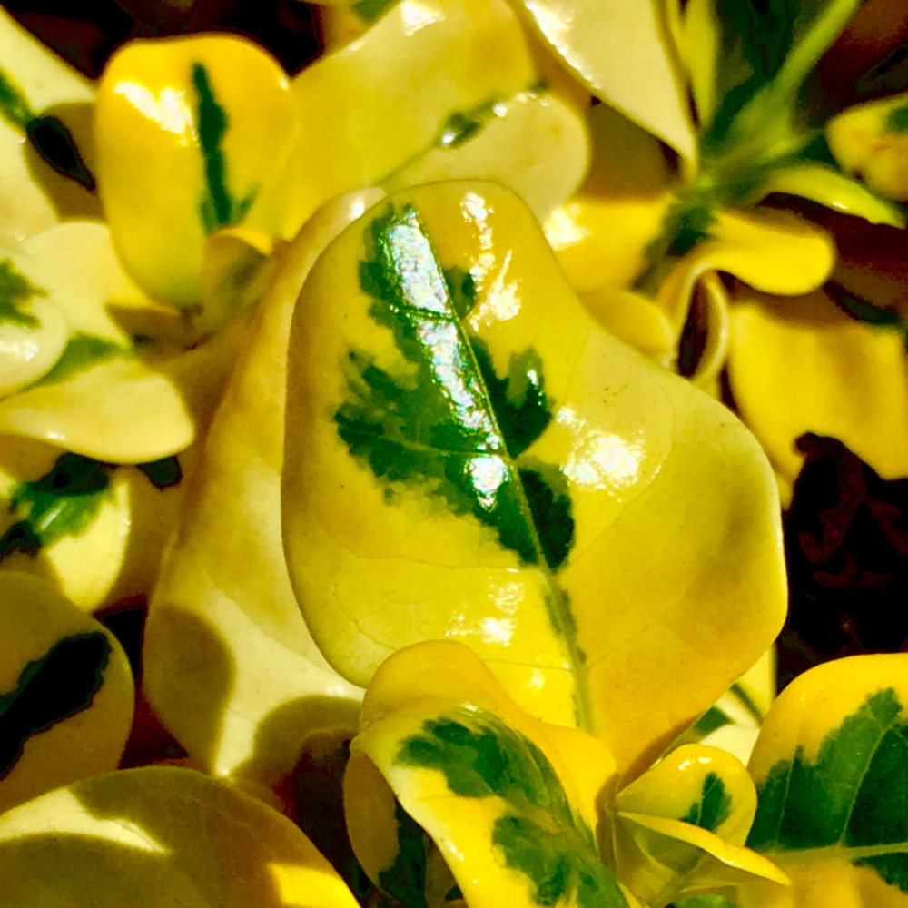 Troène doré - ligustrum ovalifolium aureum 60cm racines nues