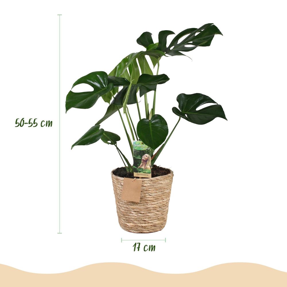 Monstera deliciosa