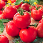 Plant de tomate ronde saint pierre  pot 0,5 l