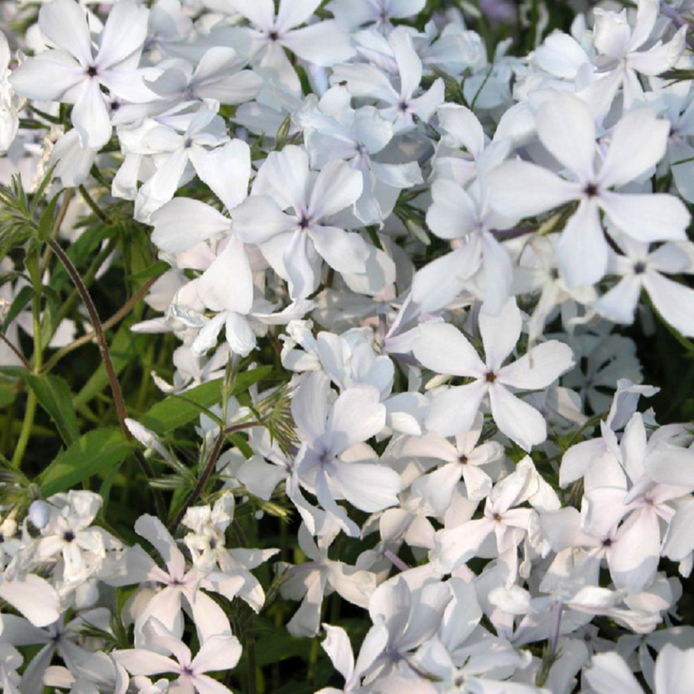 Phlox divariqué 'may breeze' godet de 8/9 cm