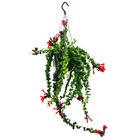 Plante de rouge à lèvres - aeschynanthus 'rasta' - plante suspendue en pot à ampoule de 15cm