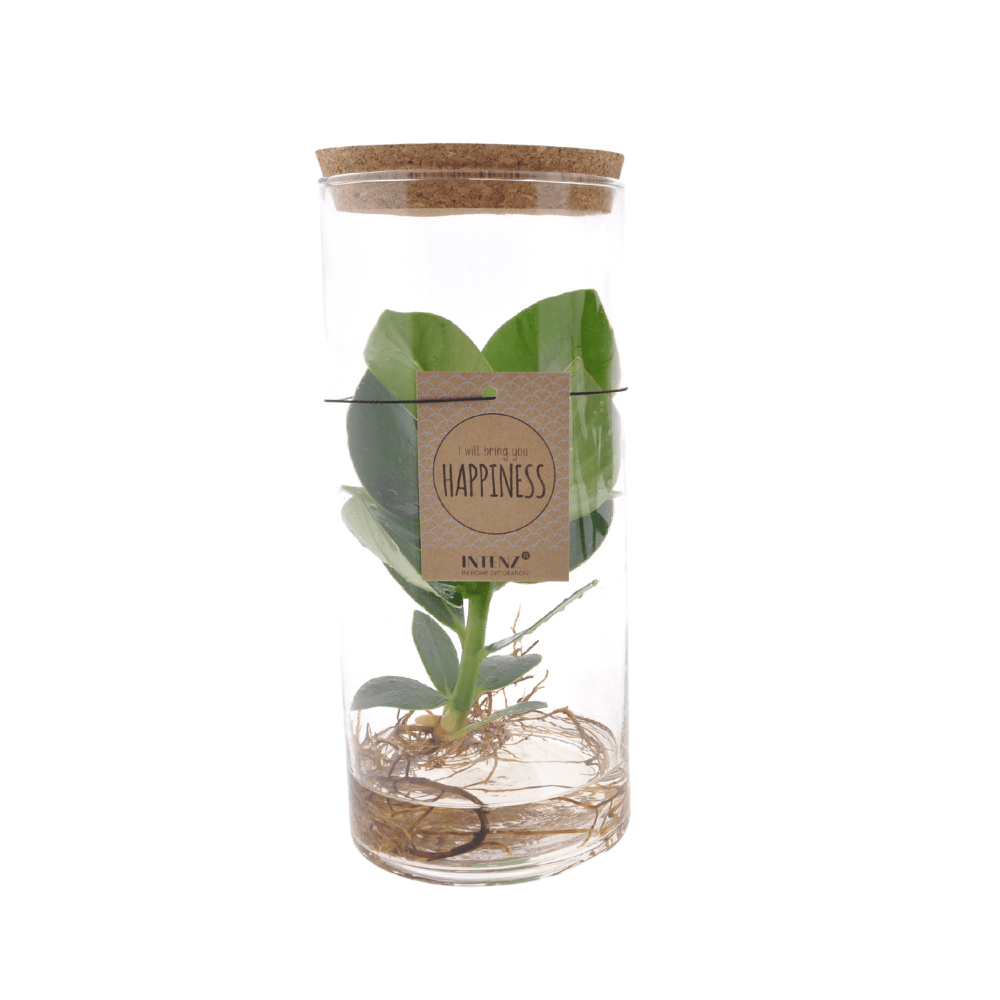 Clusia in tube glas medium - ø12cm - ↕30cm - plantes d'intérieur