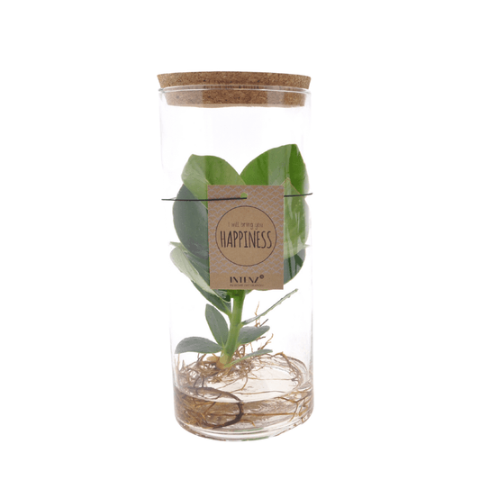 Clusia in tube glas medium - ø12cm - ↕30cm - plantes d'intérieur