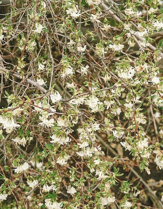 Chèvrefeuille 'winter beauty' pot de 2l/3l