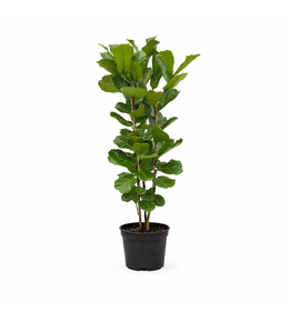 Ficus lyrata struik - h140-160 cm - ø27-30 cm