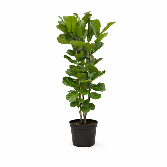 Ficus lyrata struik - h140-160 cm - ø27-30 cm