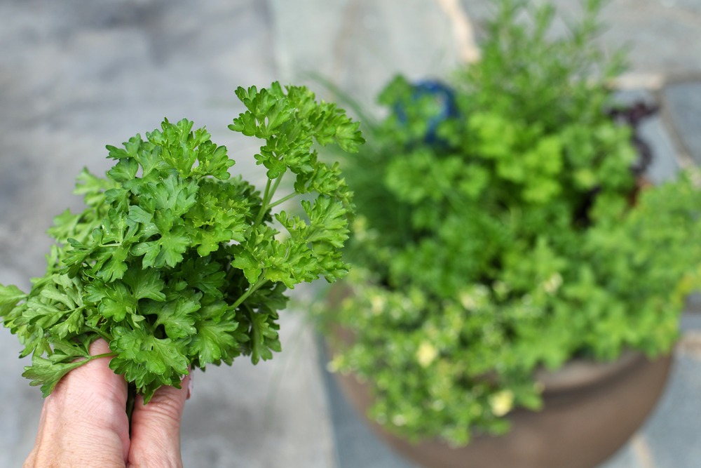 Sachet de graines de persil frisé vert foncé double - sachet de 5 grammes - petite entreprise française - made in france