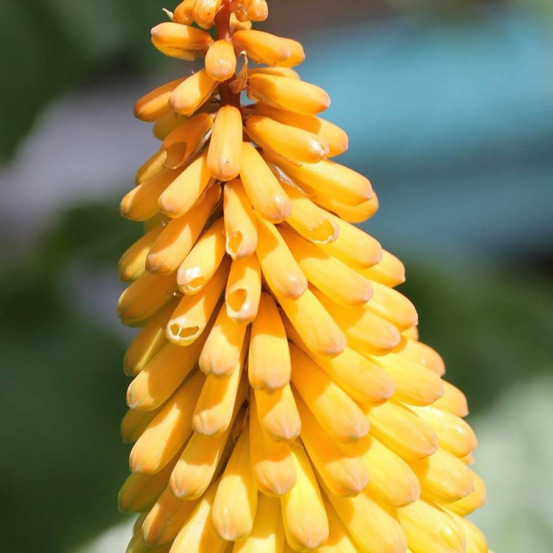 Kniphofia, tison de satan banana popsicle® lot de 9 godets