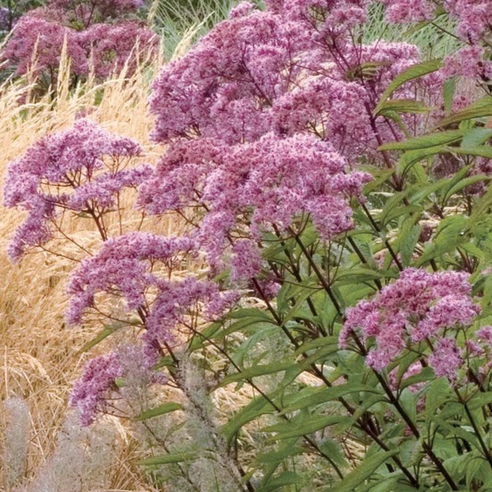 Eupatoire maculée 'atropurpureum' godet de 8/9 cm