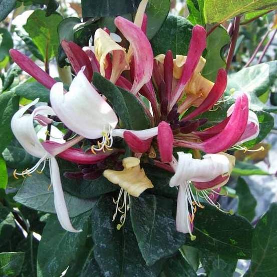 Chèvrefeuille des bois caprilia® 'imperial' pot de 2l/3l