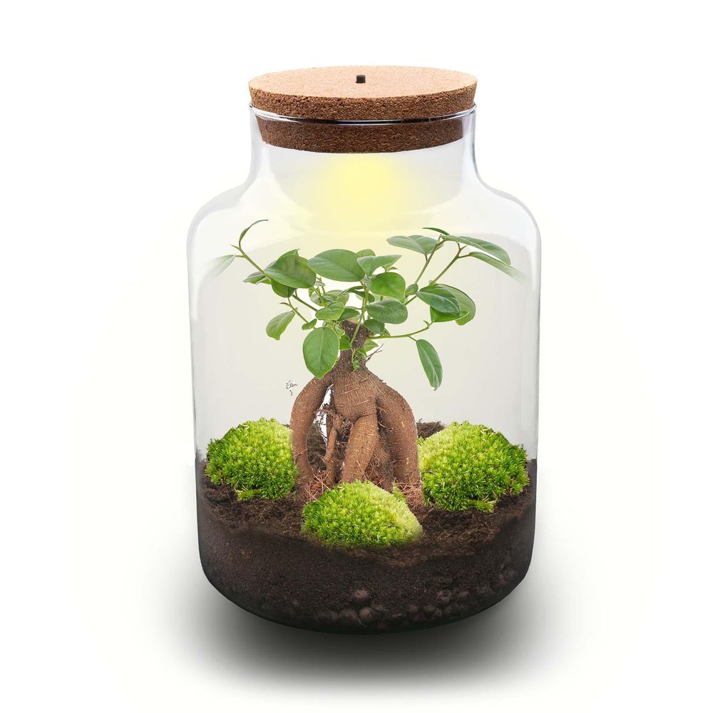 Terrarium à composer bouteille en verre recyclé - ø21-h30cm - sans outils - ficus - terrarium diy
