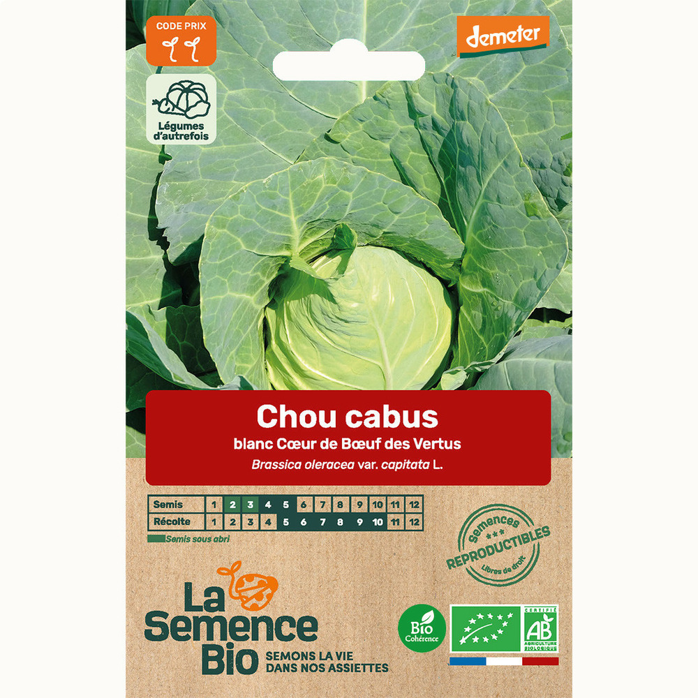 Chou cabus blanc c ur de b uf des vertus - graines bio