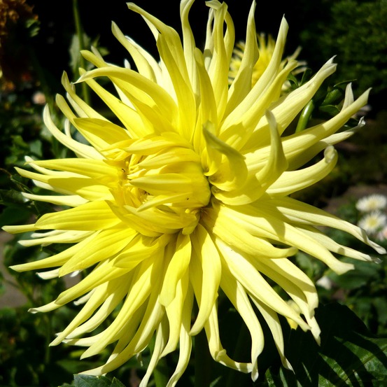 Dahlia gpe cactus 'kennemerland' bulbe calibre i