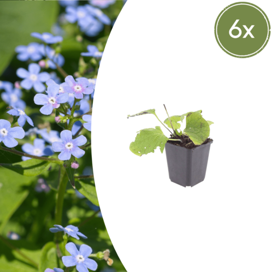 Lot de 24 - myosotis du caucase (brunnera macrophylla) ''