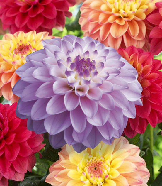 Dahlia pink melody - 2 bulbes