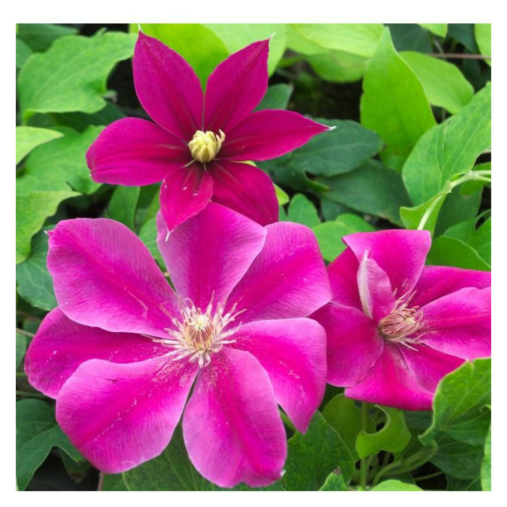 Clématite acropolis™ 'evipo078' pot de 1,5l - tuteur bambou 30/60 cm