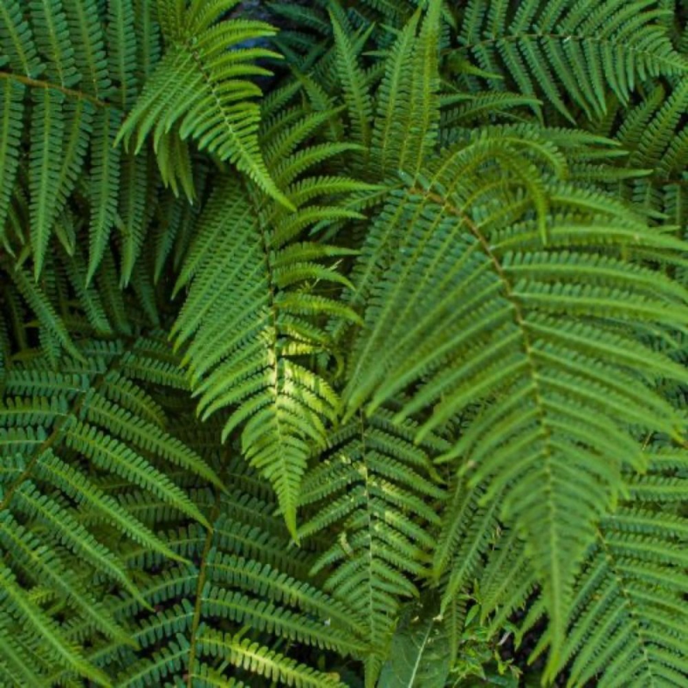 3 dryopteris 'wallichiana' (dryopteris)