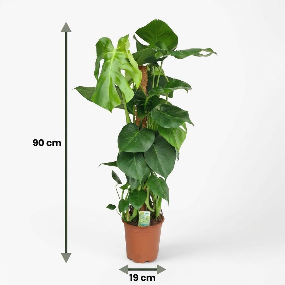 Monstera deliciosa avec tuteur - pot de 19cm - hauteur 90cm
