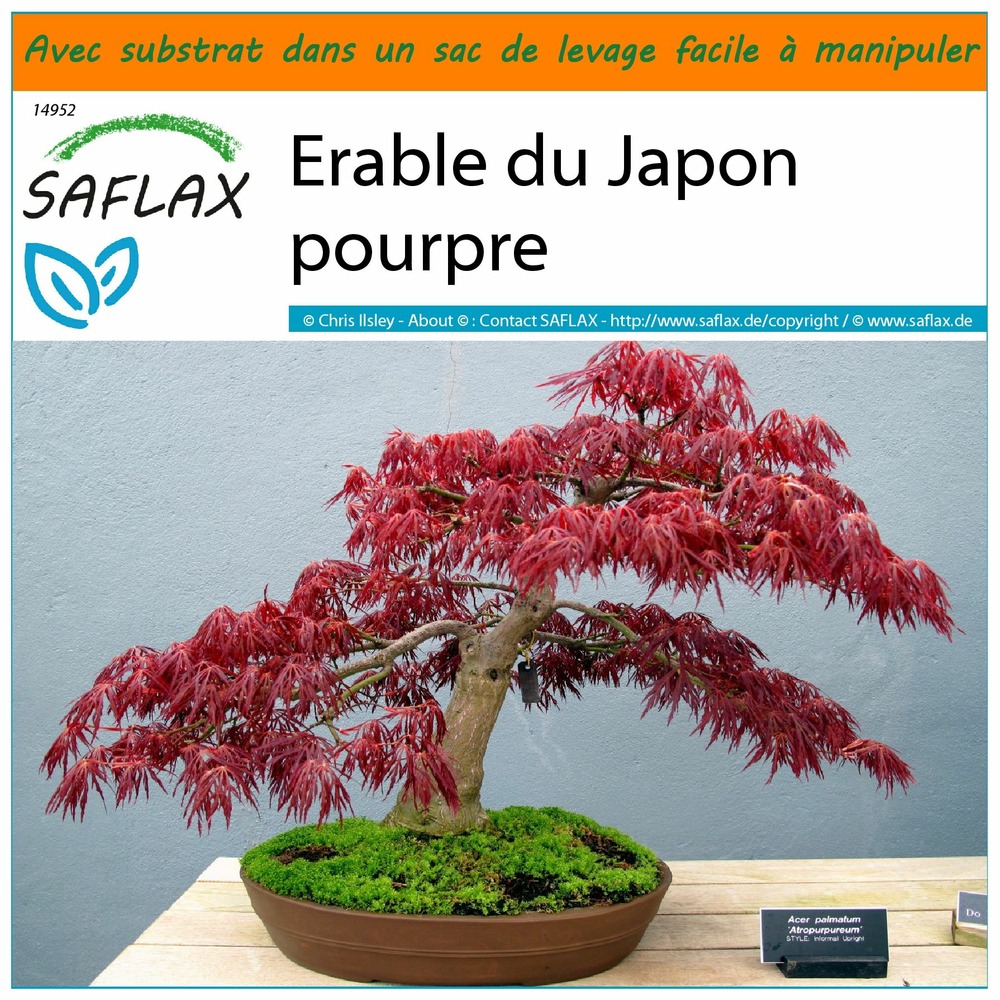 Garden in the bag - erable du japon pourpre - 20 graines - acer palmatum atropurpureum