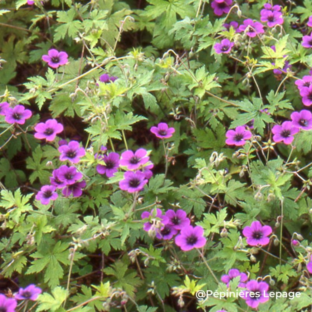 3 géraniums 'ann folkard' (geranium 'ann folkard')