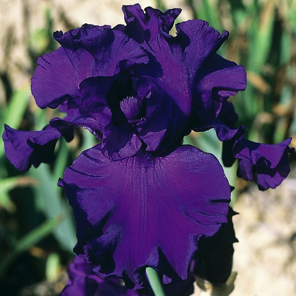 Iris des jardins 'high stakes' rhizome, calibre 10/15, qualité extra