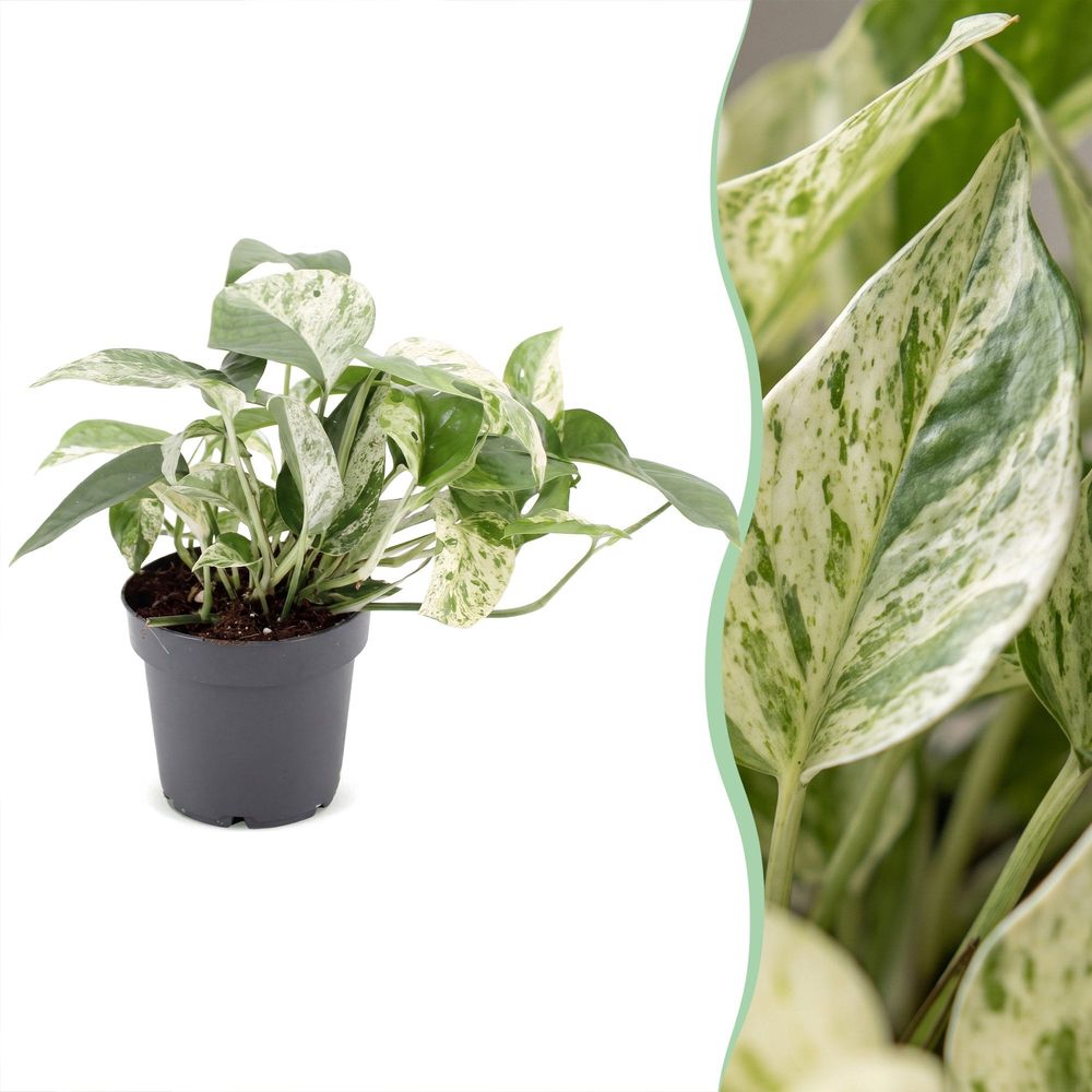 Epipremnum marble variegata - pothos marbré - pot de 12cm - hauteur 20cm - plantes d'intérieur