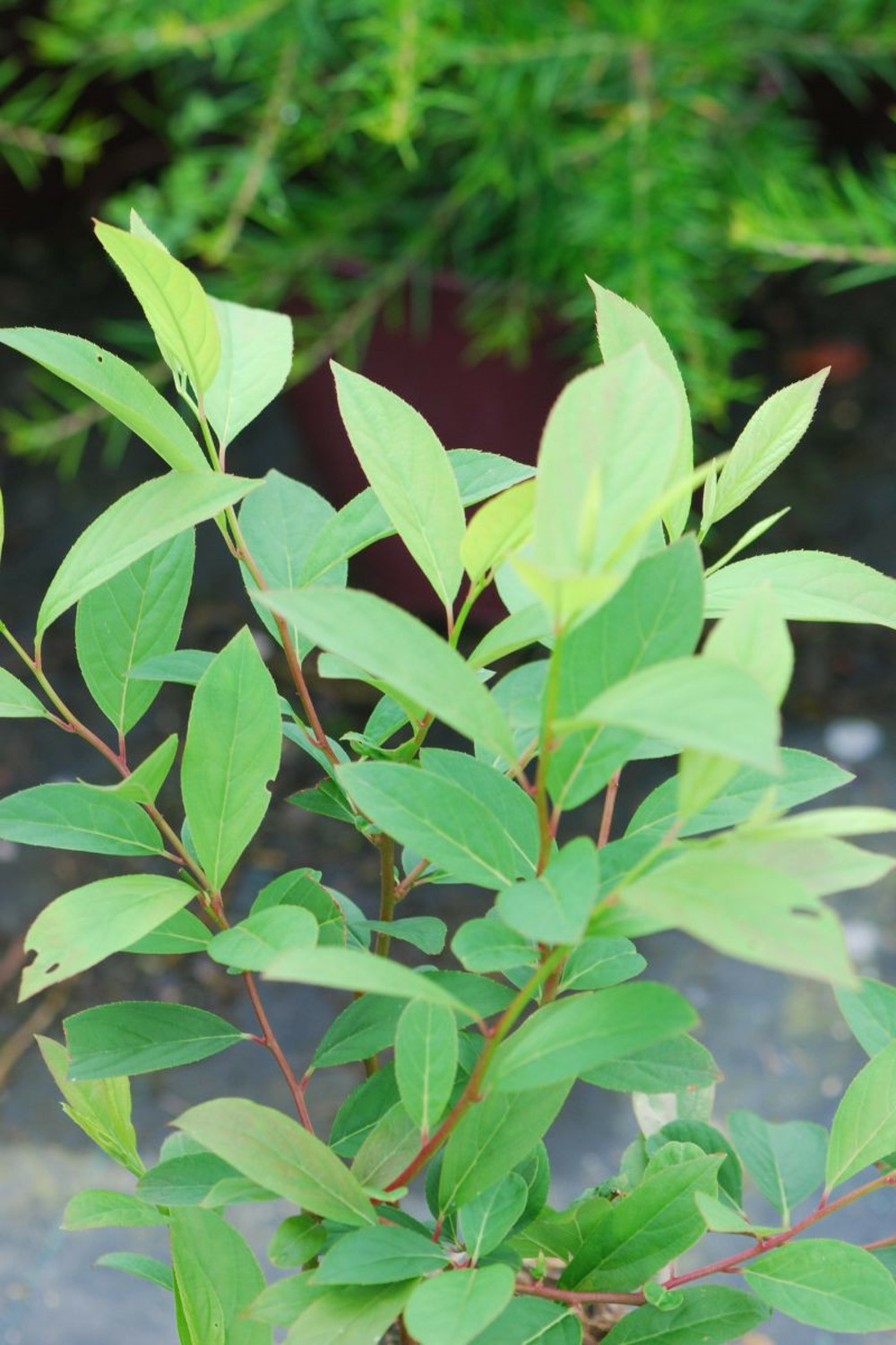 Itea de virginie 'henry's garnet' - en pot de 7.5 litres