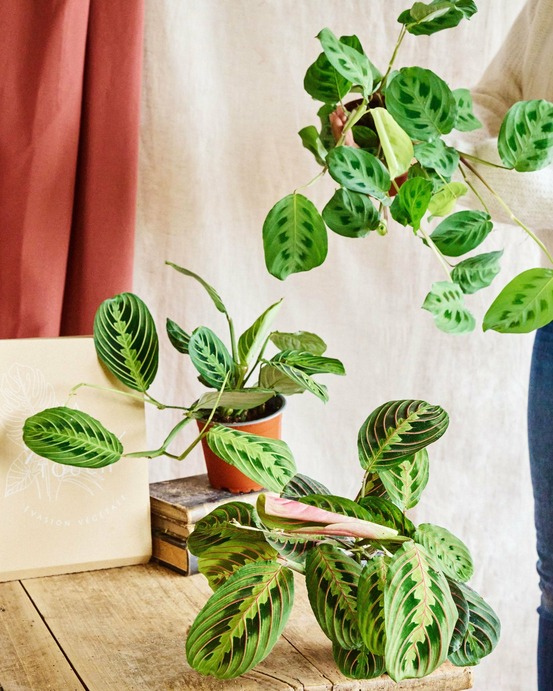 Coffret de 3 maranta 30cm - plante d'intérieur