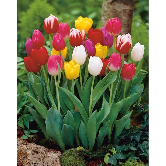Melange 50 tulipes +10 offertes