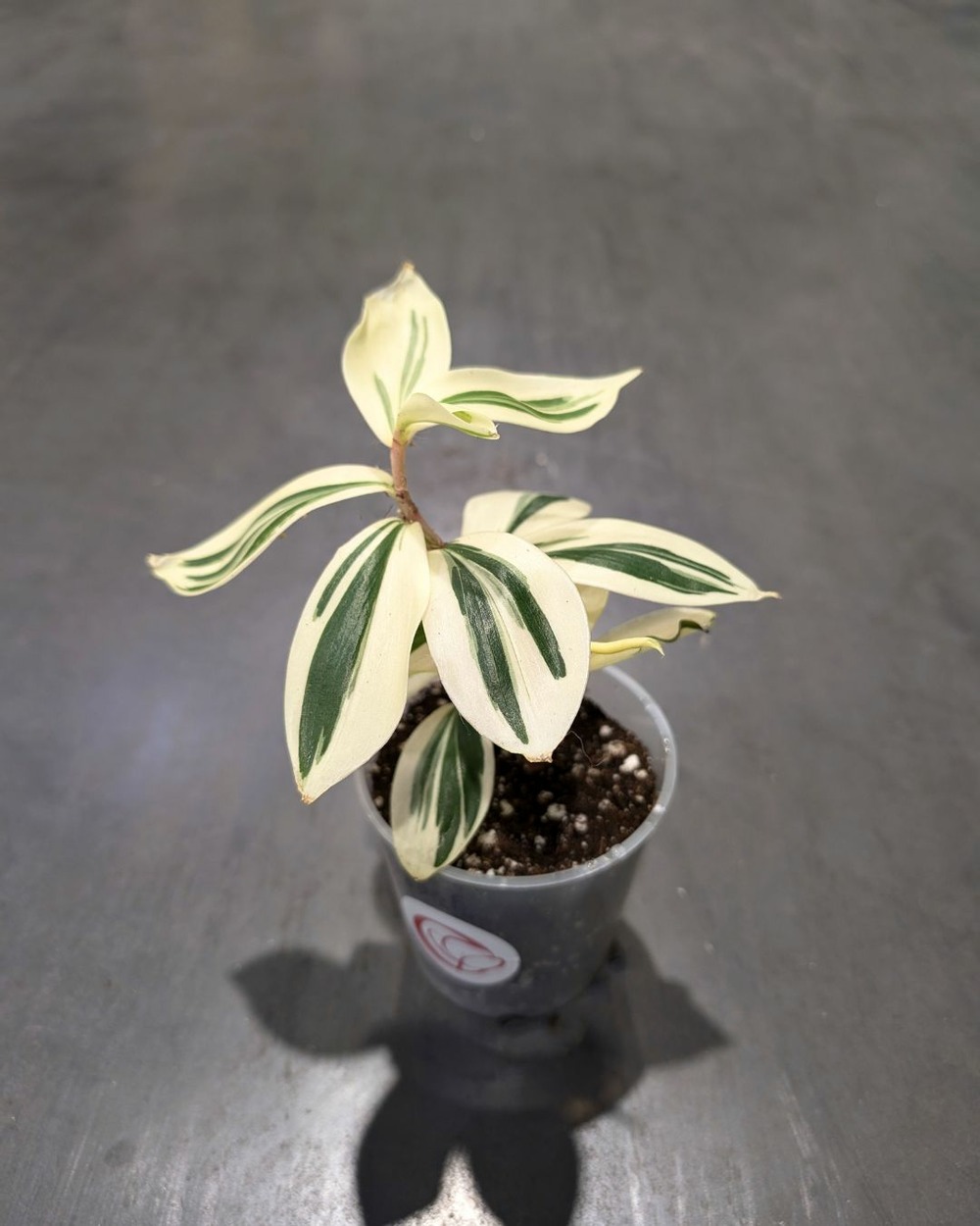 Costus arabicus variagata - spirale panachée du gingembre d. 9cm h. 15cm - plante d'intérieur