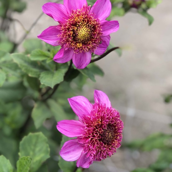Dahlia anémone 'bon odori' bulbe calibre i
