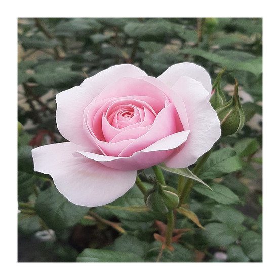 Rosier buisson rose pâle the peninsula paris® evejanisa