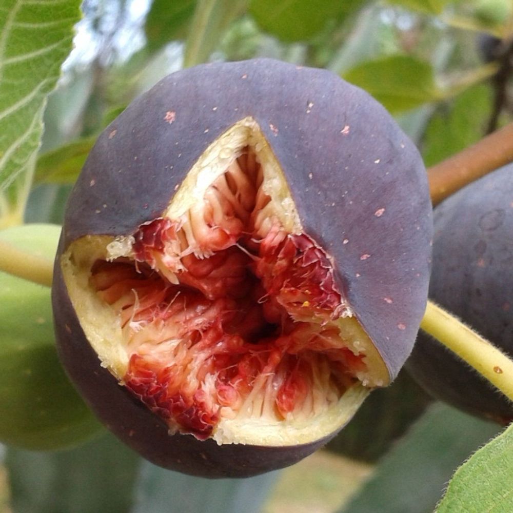 Figuier pastillère (rouge de bordeaux), ficus carica pot de 1,5l - 20/50 cm