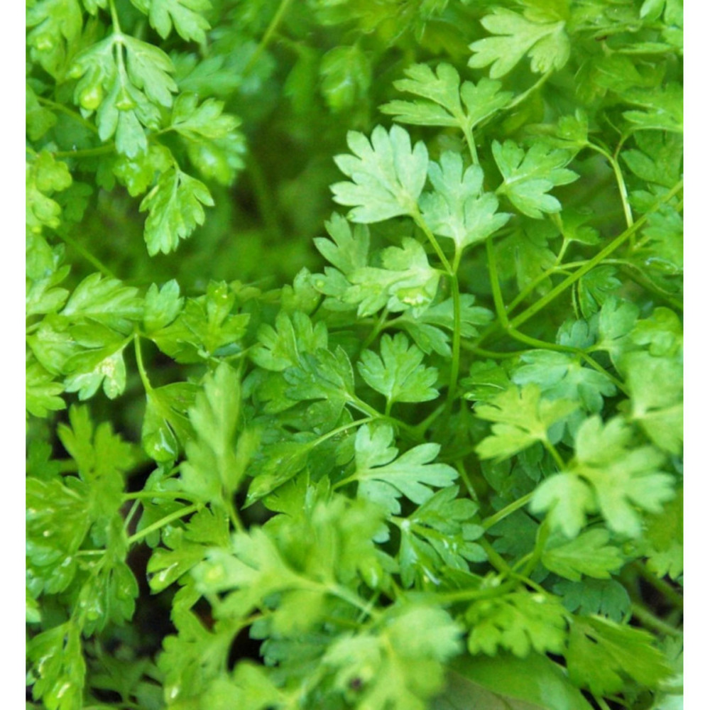 Cerfeuil commun - prêt à consommer pot de 1 litre