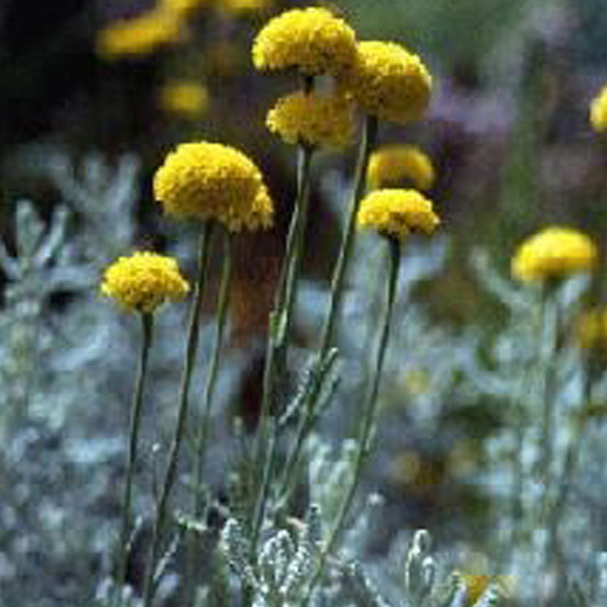 6 x santoline petit cyprès - santolina chamaecyparissus 'lambrook silver' - godet 9cm x 9cm