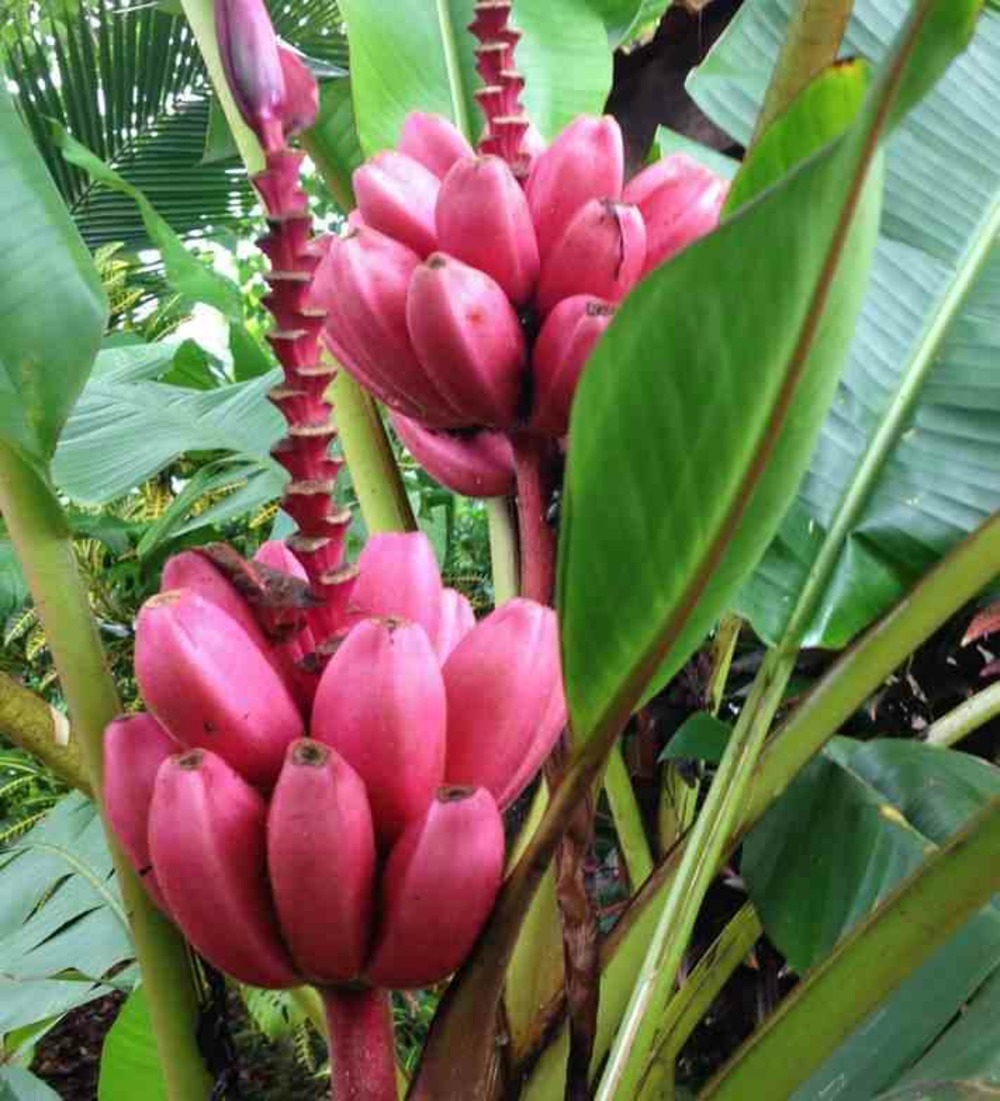 Bananier musa velutina pot de 6 litres -60/80 cm