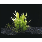 Plante aquatique : Echinodorus Tenellus en pot