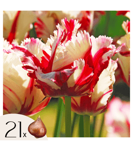 Tulipe - set de 21 - tulipa 'estella rijnveld' - bulbes à fleurs - rouge