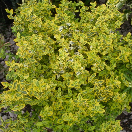Fusain persistant sunshine, euonymus godet - 5/20 cm