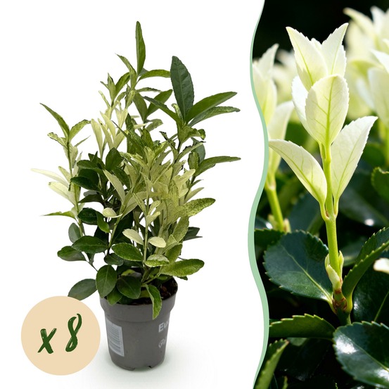 Euonymus japonica paloma blanca – lot de 8 – pot 9 cm
