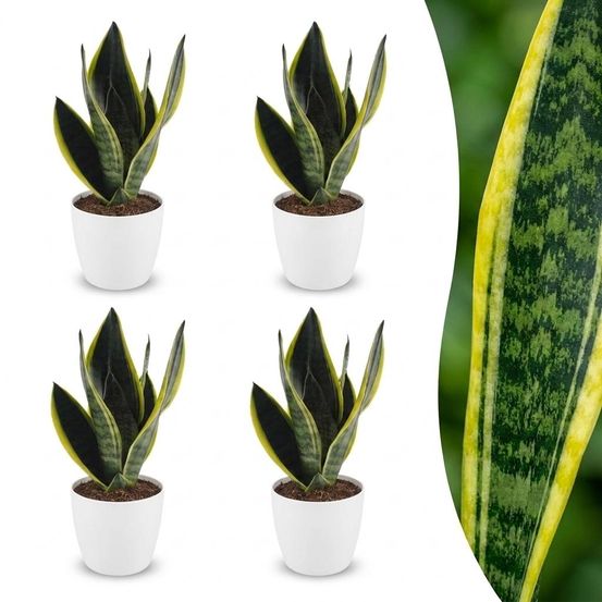 Sansevieria futura superba - langue de belle-mère - pot de 12cm - plantes d'intérieur